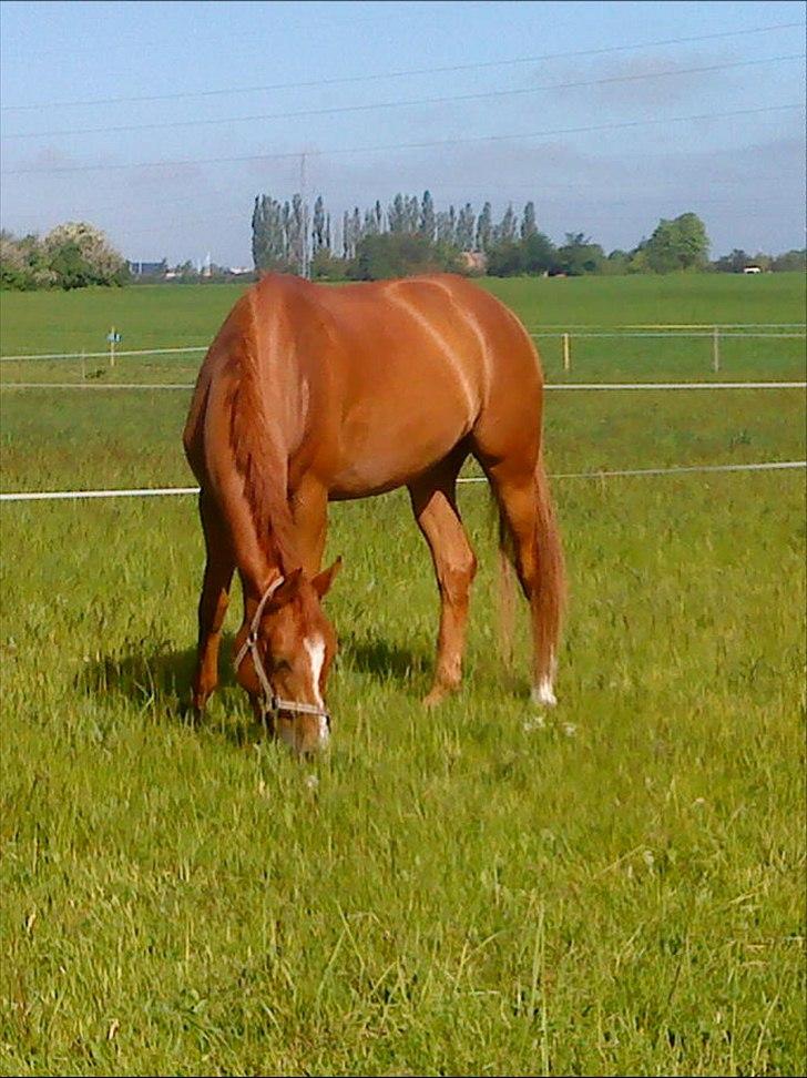 Trakehner Loulóu Sjælstofte (Himmelhest) billede 7