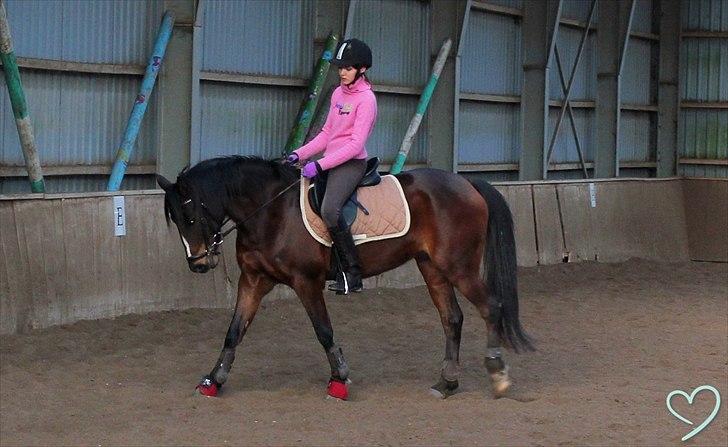 DSP Stidsbjergs Chanie - Chanie<3<3 billede 6