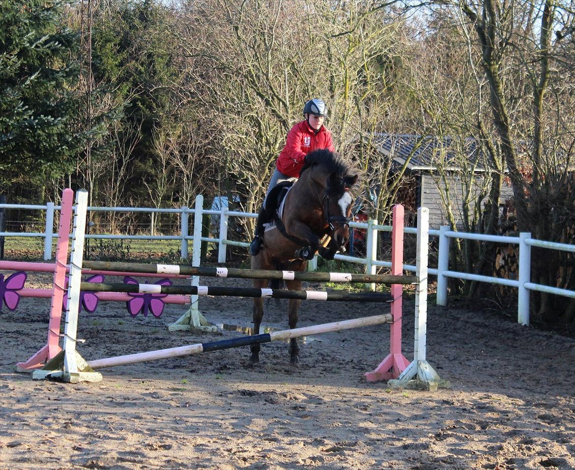 New Forest Mastwood Honeymoon - Spring den 30.dec-2011 :-D 
spring efter 2ugers pause.  billede 19