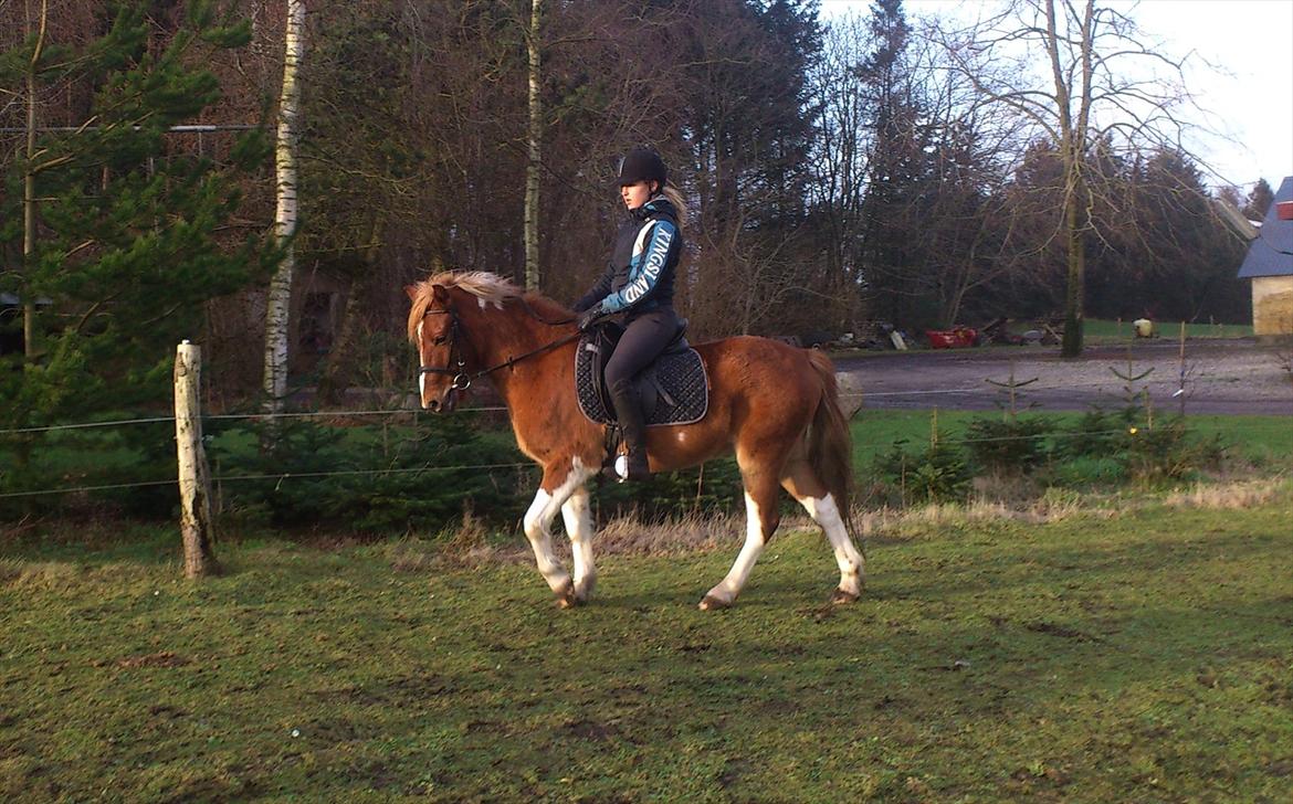 Pinto Harle Kin - Ridning på folden, oppe ved Åge :D billede 1