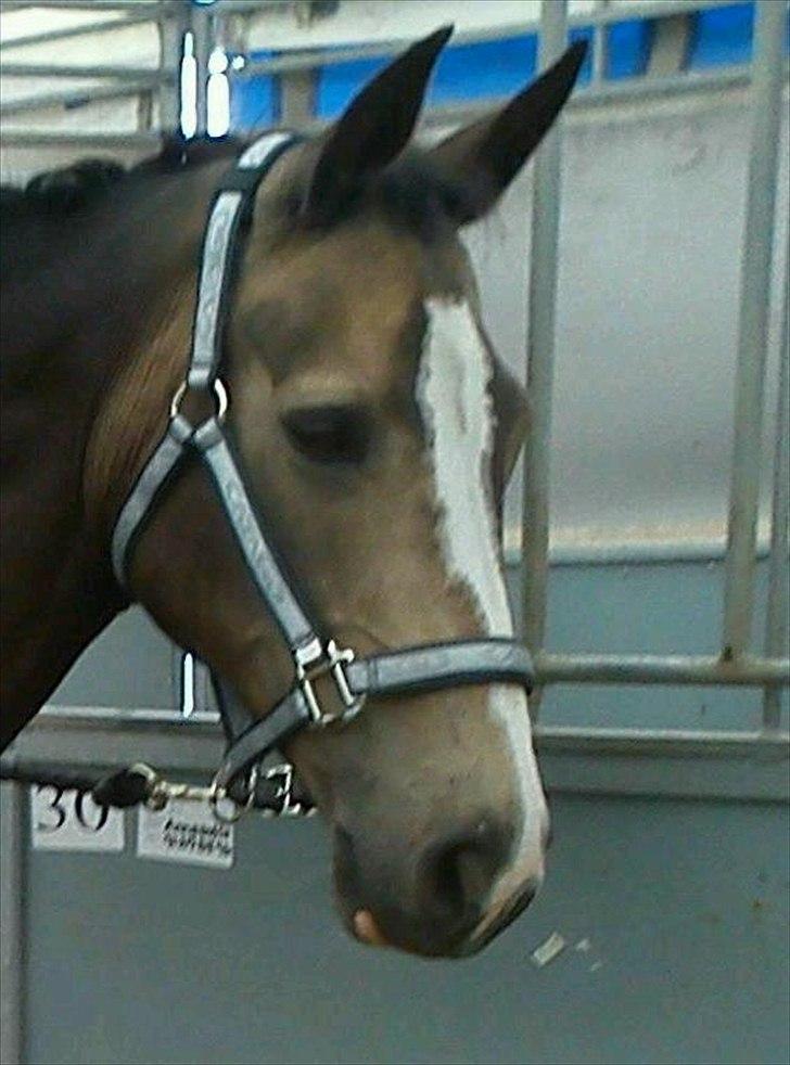 Anden særlig race Hera - Følle på Vilhelmsborg, landsfinalerne/DM i Team Cup, 2011. ♥ 
 billede 1