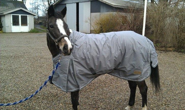 Anden særlig race Hera - Følle, december 2011, hun havde lige fået nyt dækken! ♥ 
 billede 17