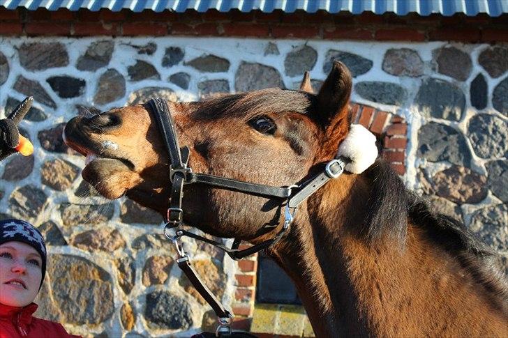 New Forest Mastwood Honeymoon - Masters tricks, den dag jeg måtte tage afsked med min bedste ven igennem 5 år..  billede 20