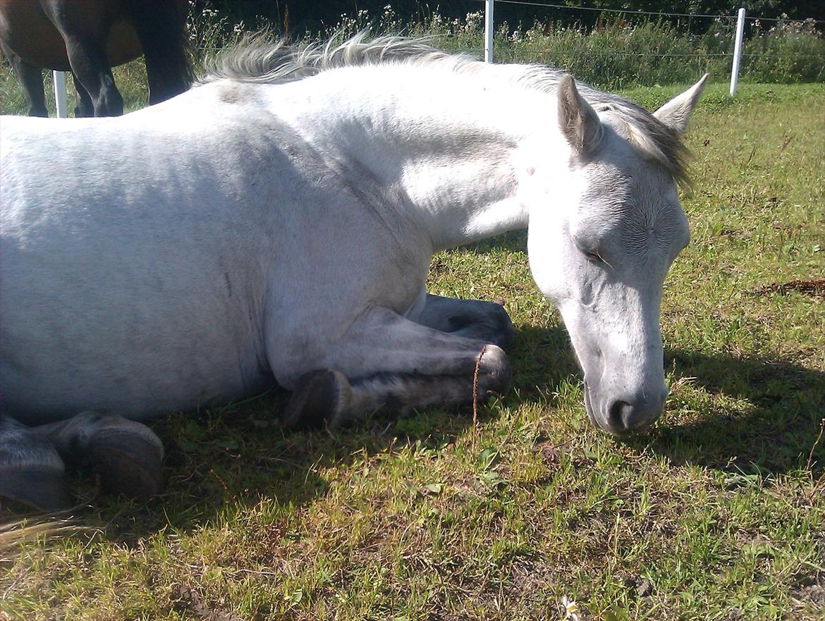 Anden særlig race Jasmin*Solgt )':* <3 - YEEES! Fik dét! billede 10