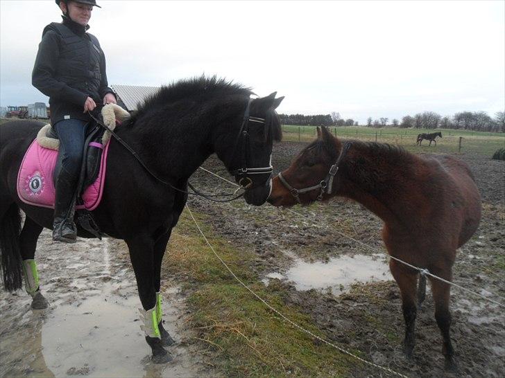 Tysk Sportspony Akrobatin S - Akro og Maybe snakker lidt:D billede 10