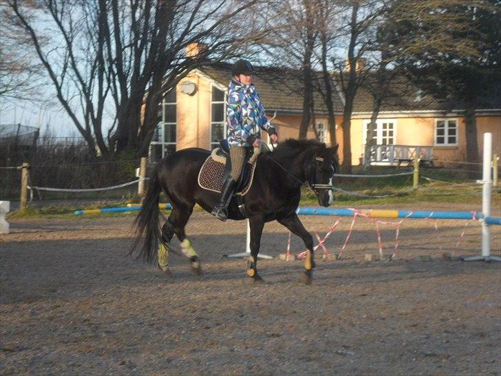 Tysk Sportspony Akrobatin S - Opvarmning til springning:D billede 12