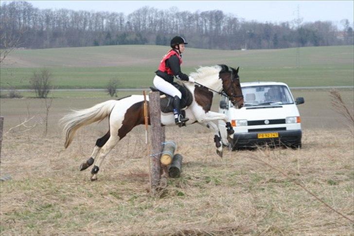 Anden særlig race Moorlough Gypsy billede 3