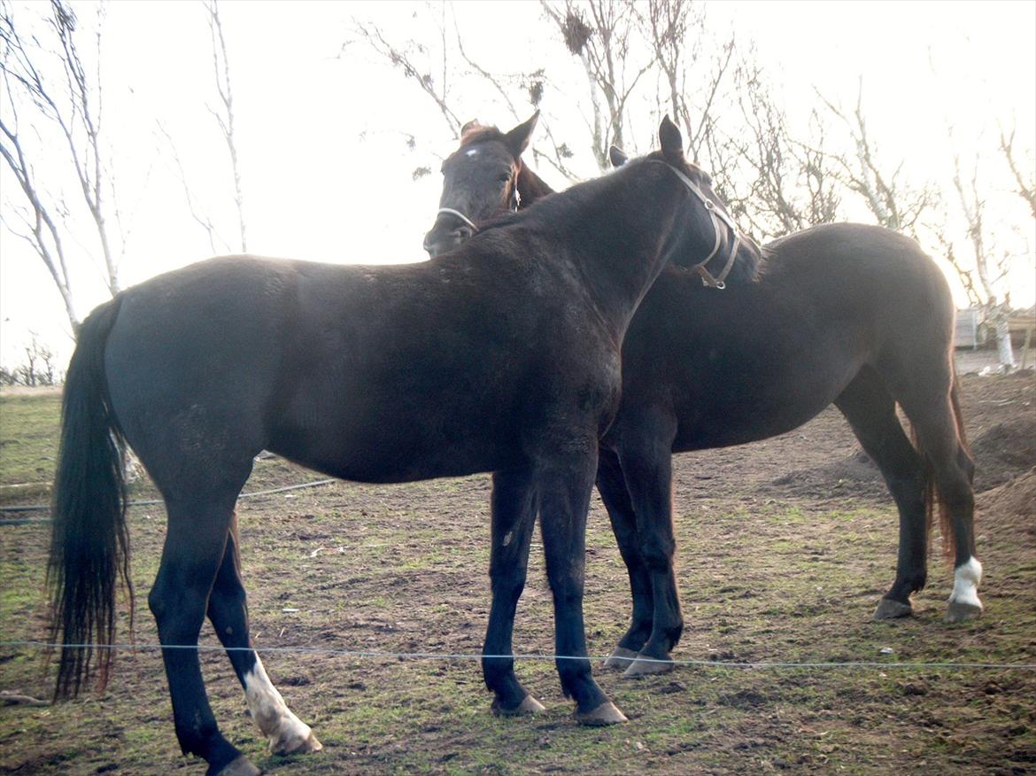 Oldenborg Stald Kock´s Yasmin billede 10