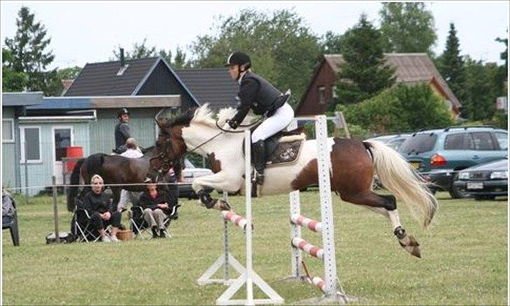 Anden særlig race Moorlough Gypsy billede 5