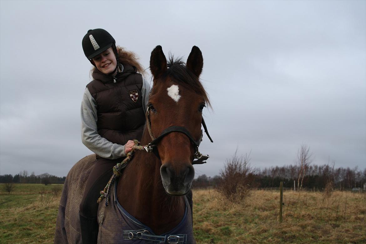 Dansk Varmblod Chico - Dejlige hest <3  billede 5