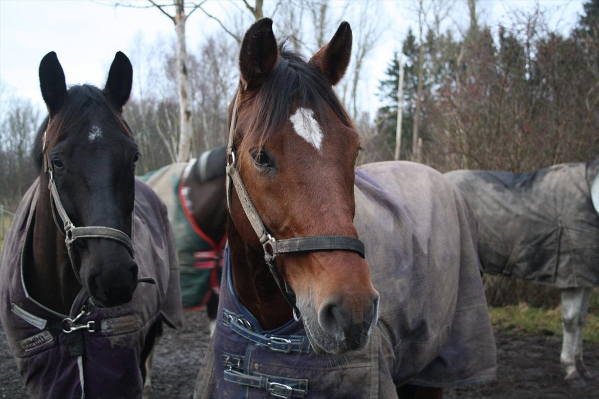Dansk Varmblod Chico - Chico med foldkammerat Rubino :)  billede 13