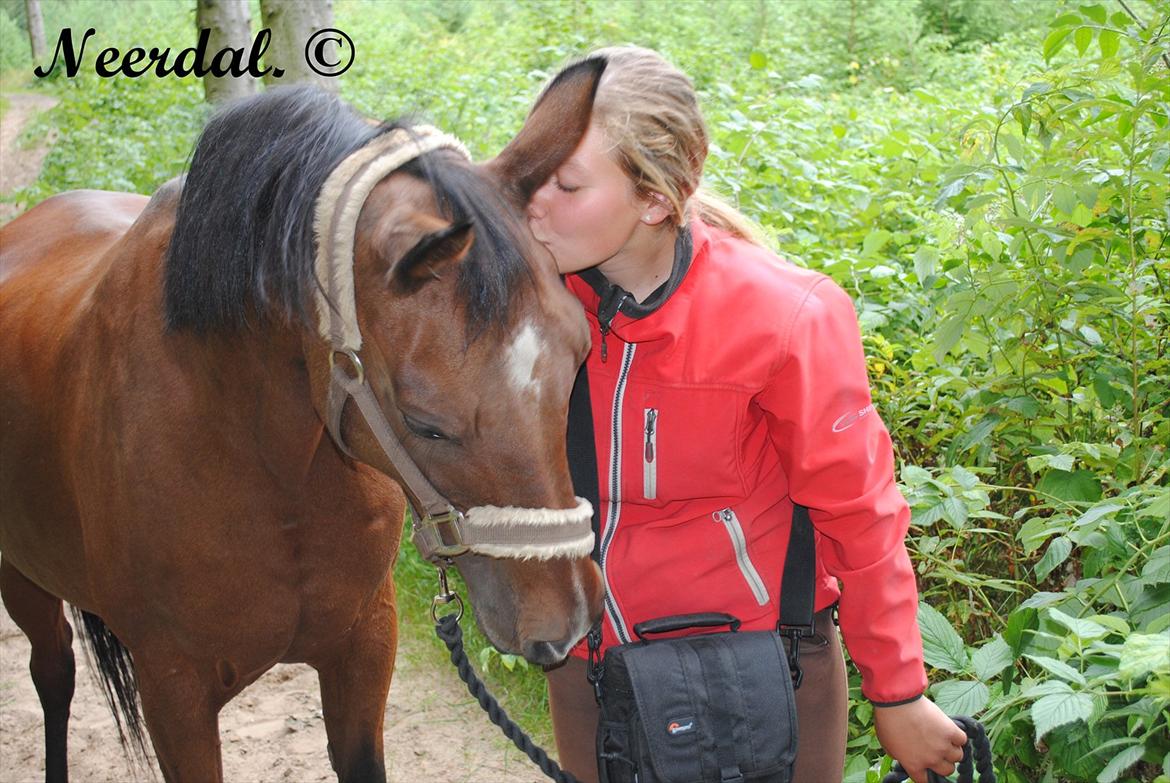 Arabisk fuldblod (OX) Fanema - 14 August 2011. billede 13