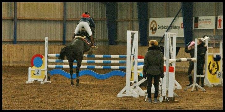 Oldenborg Moonlight - Moonlight flyvende i LB** til sit andet distrikt stævne. Efter 3 mdr på skolen! billede 14
