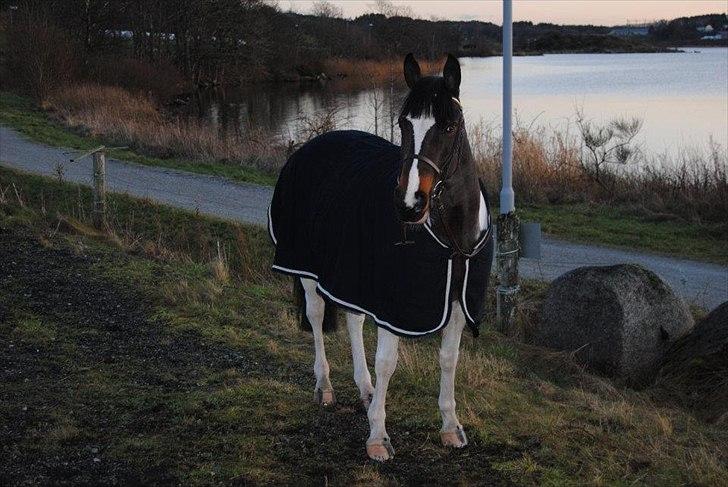 Anden særlig race Tequila - Tequila, jeg elsker dig <3 billede 11