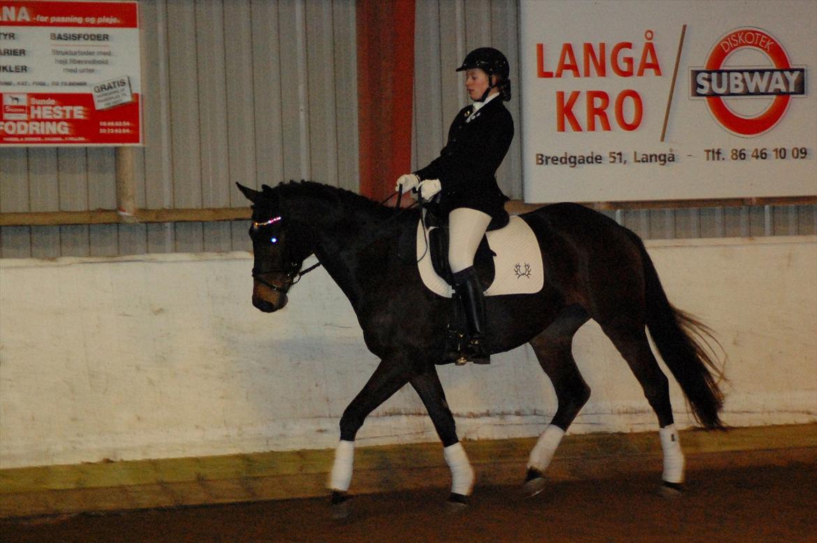 Trakehner Turned Up At Noon - 30/12 11 - stævne i Langå. 1. plads i LB1 med 70,35% billede 20