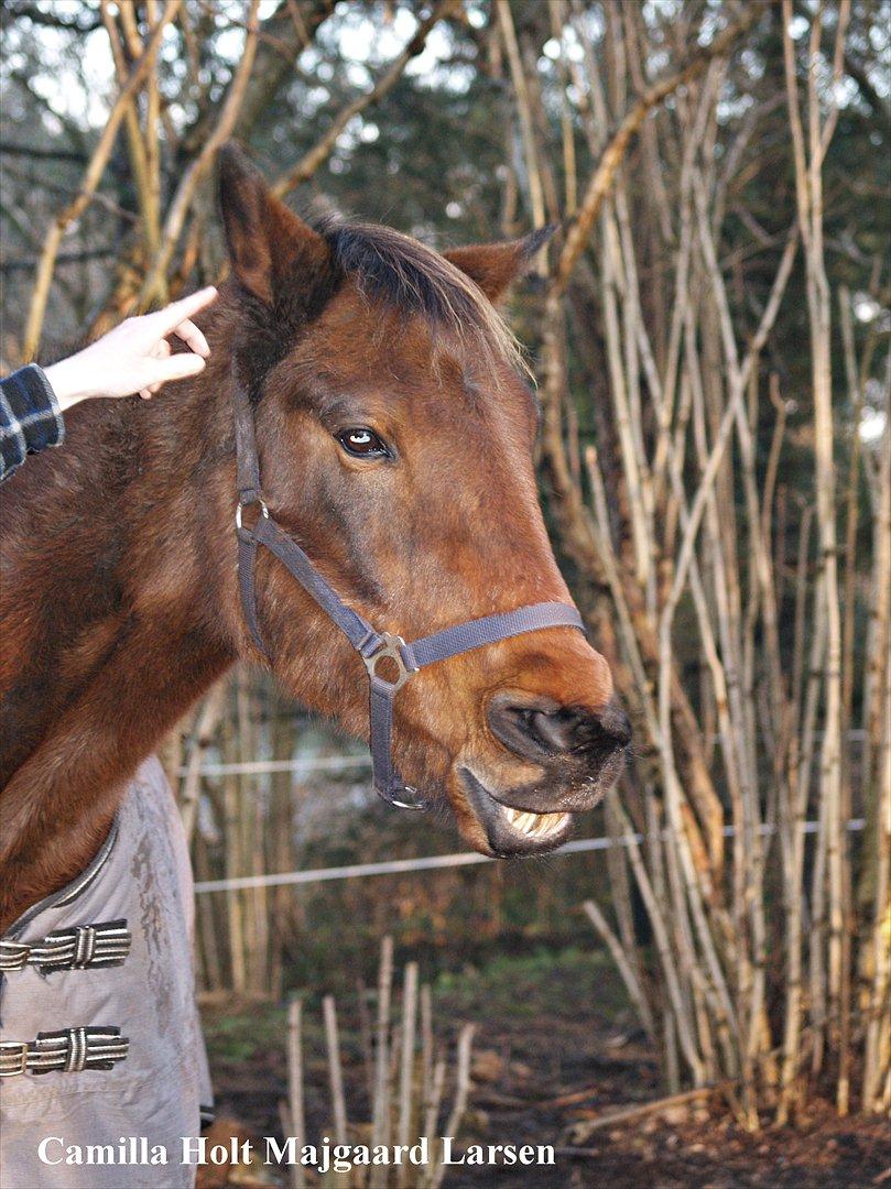 Traver Condi Crown  'Mit livs lys' <3 - „Kærlighed er det rigeste ord, men koster ingen penge.“ billede 10
