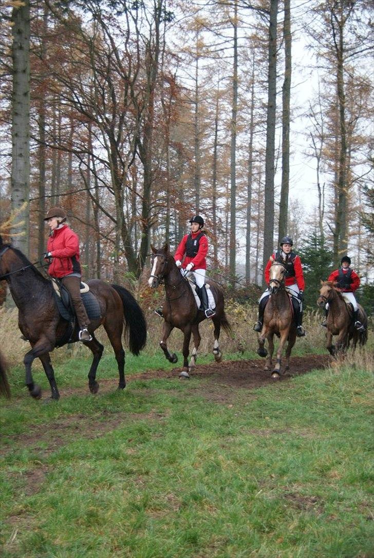 Anden særlig race Jacob<3 - Til jagt d. 6/11-2011:-)
 billede 17