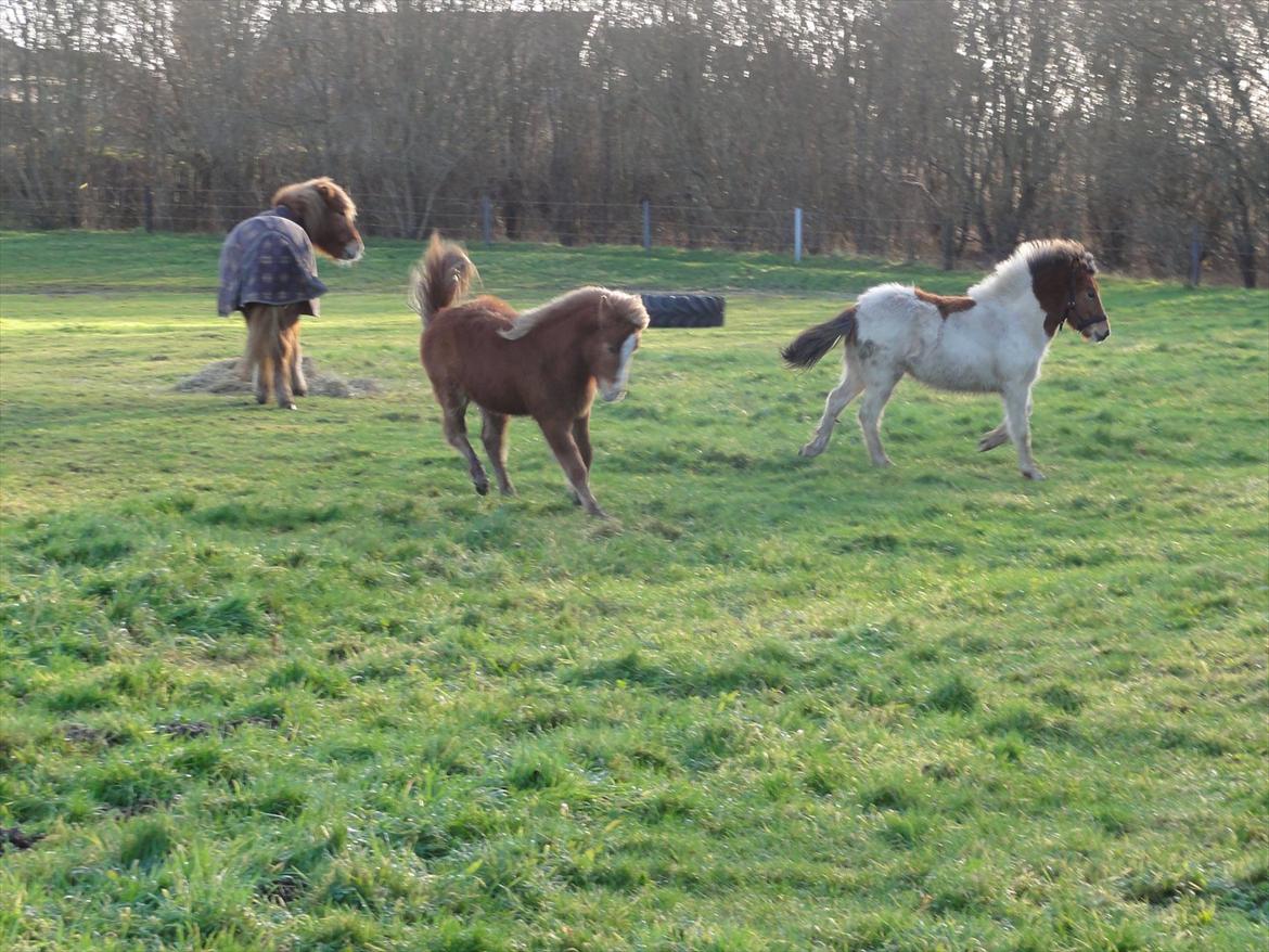 Islænder Madonna *Medina* fra Gridurholti - Wee leg med Kvika juleaftens dag 2011 billede 14