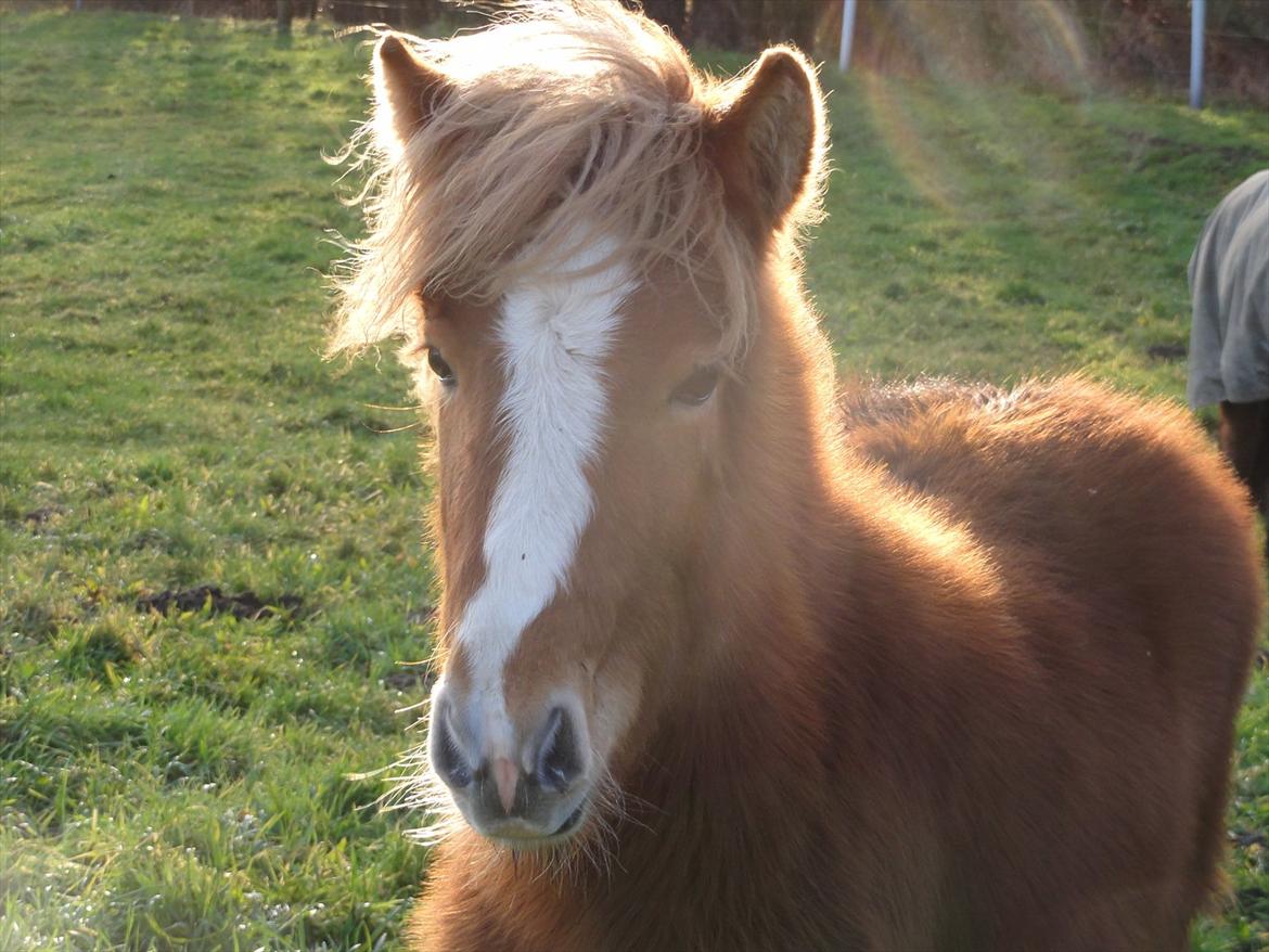 Islænder Madonna *Medina* fra Gridurholti billede 15