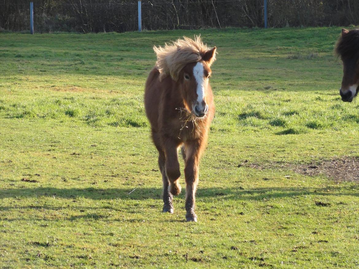 Islænder Madonna *Medina* fra Gridurholti - Juhuuu nu kommer "mor" med gulerødder billede 16