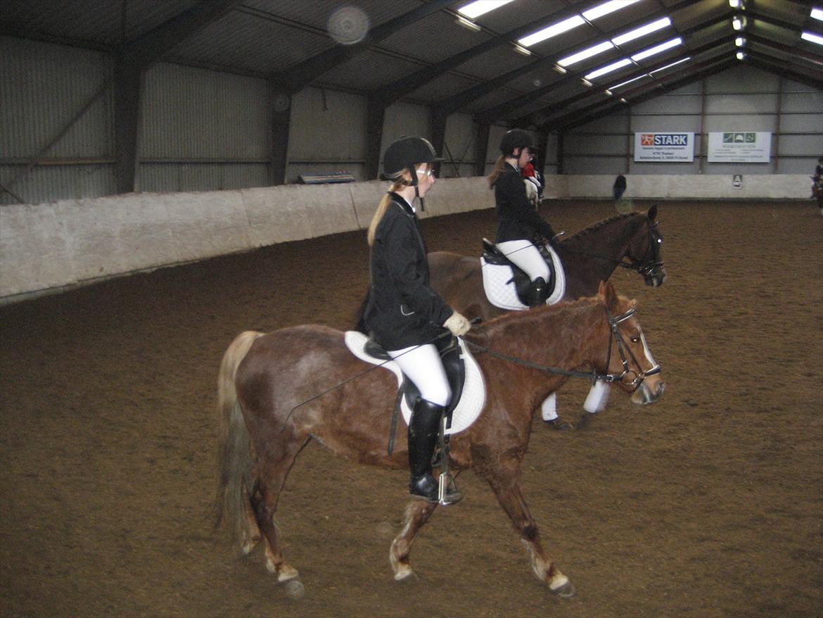 Anden særlig race Mathilde (Rideskolehest) billede 4