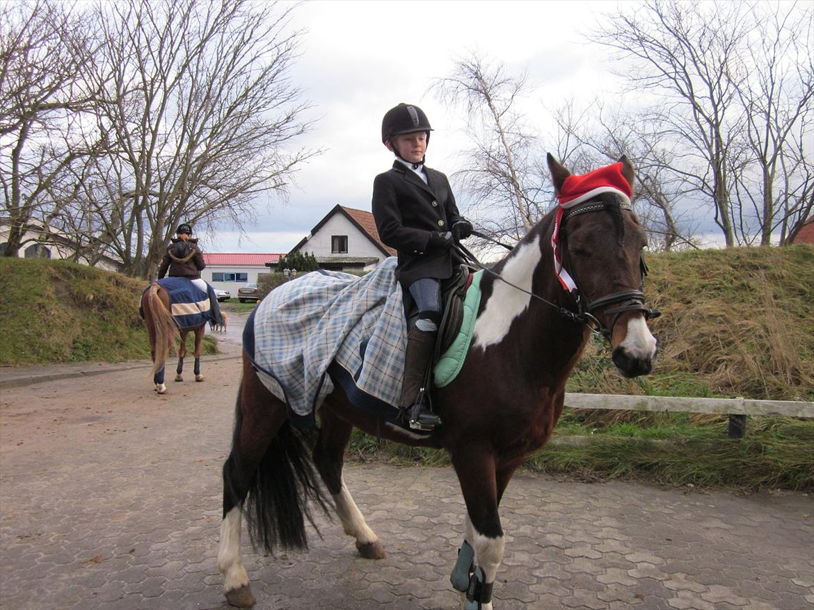 Irsk Sportspony Irish knock out - Velkommen til noki's profil billede 1