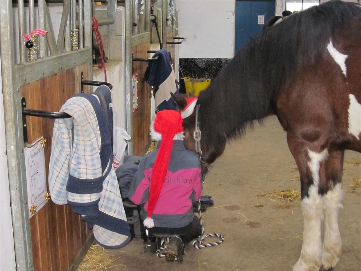 Irsk Sportspony Irish knock out - Noki hygger billede 2