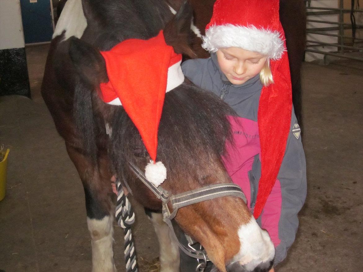 Irsk Sportspony Irish knock out - Noki vil gerne have godbider billede 3