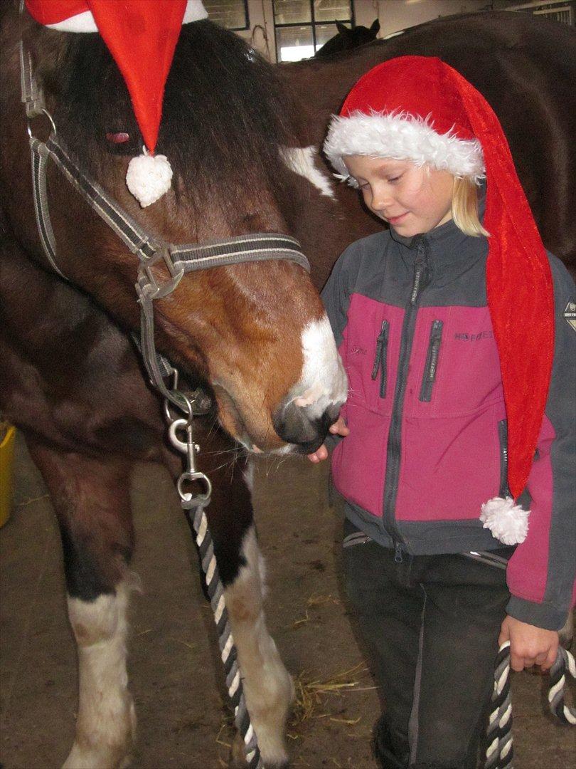 Irsk Sportspony Irish knock out - Noki vil have flere godbider billede 5