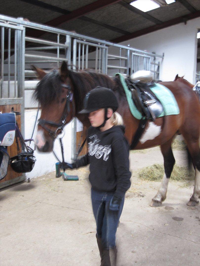 Irsk Sportspony Irish knock out - Er på vej op i ridehallen billede 7