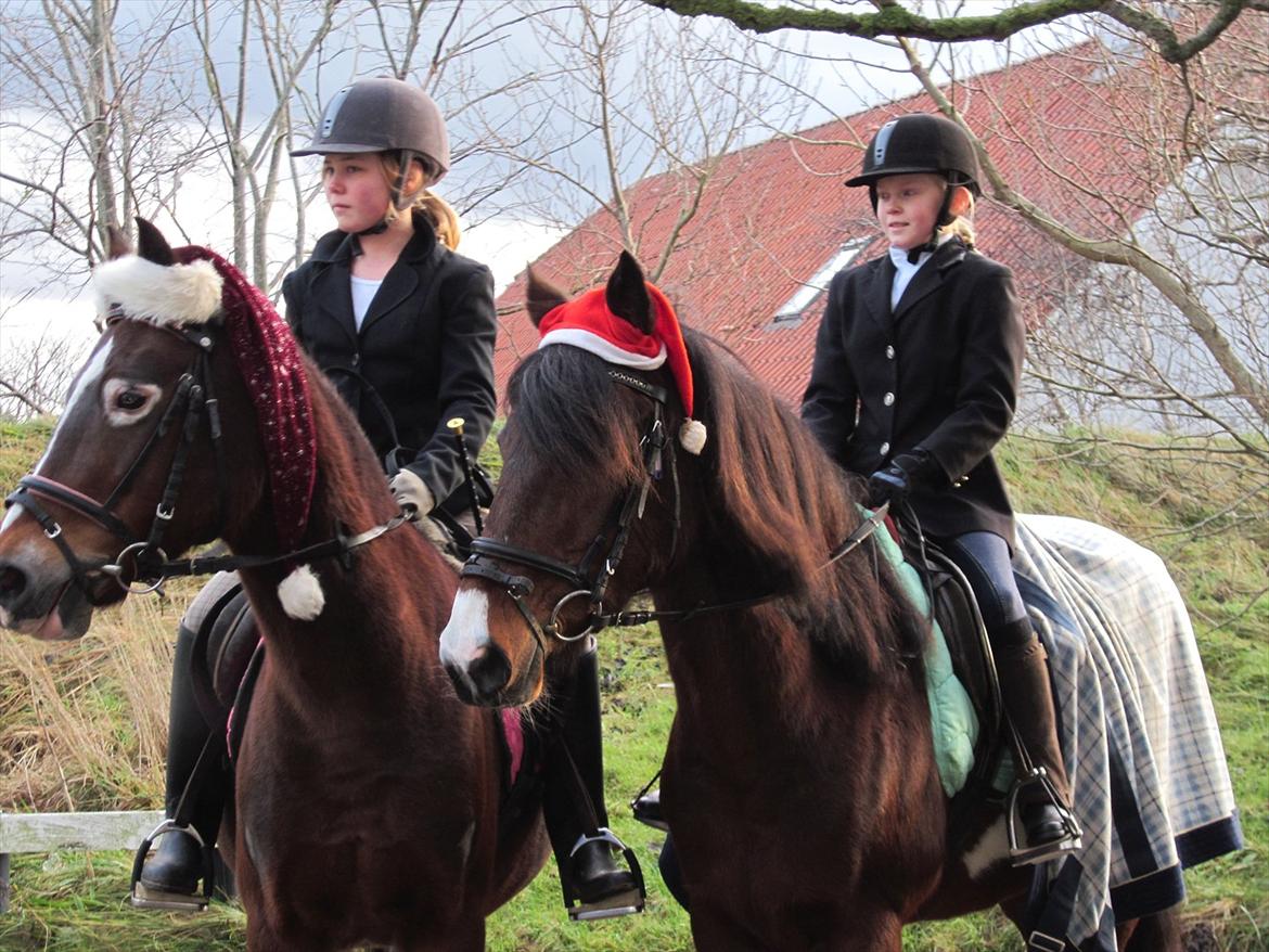 Irsk Sportspony Irish knock out - Mig og min veninde inden stævne billede 8