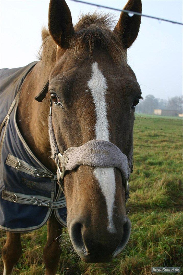 Tysk Sportspony Cool Man - Velkomme til Cools Profil :) læg gerne en kommentar og en bedømmelse ;)
Foto: Cecilie :)  billede 1