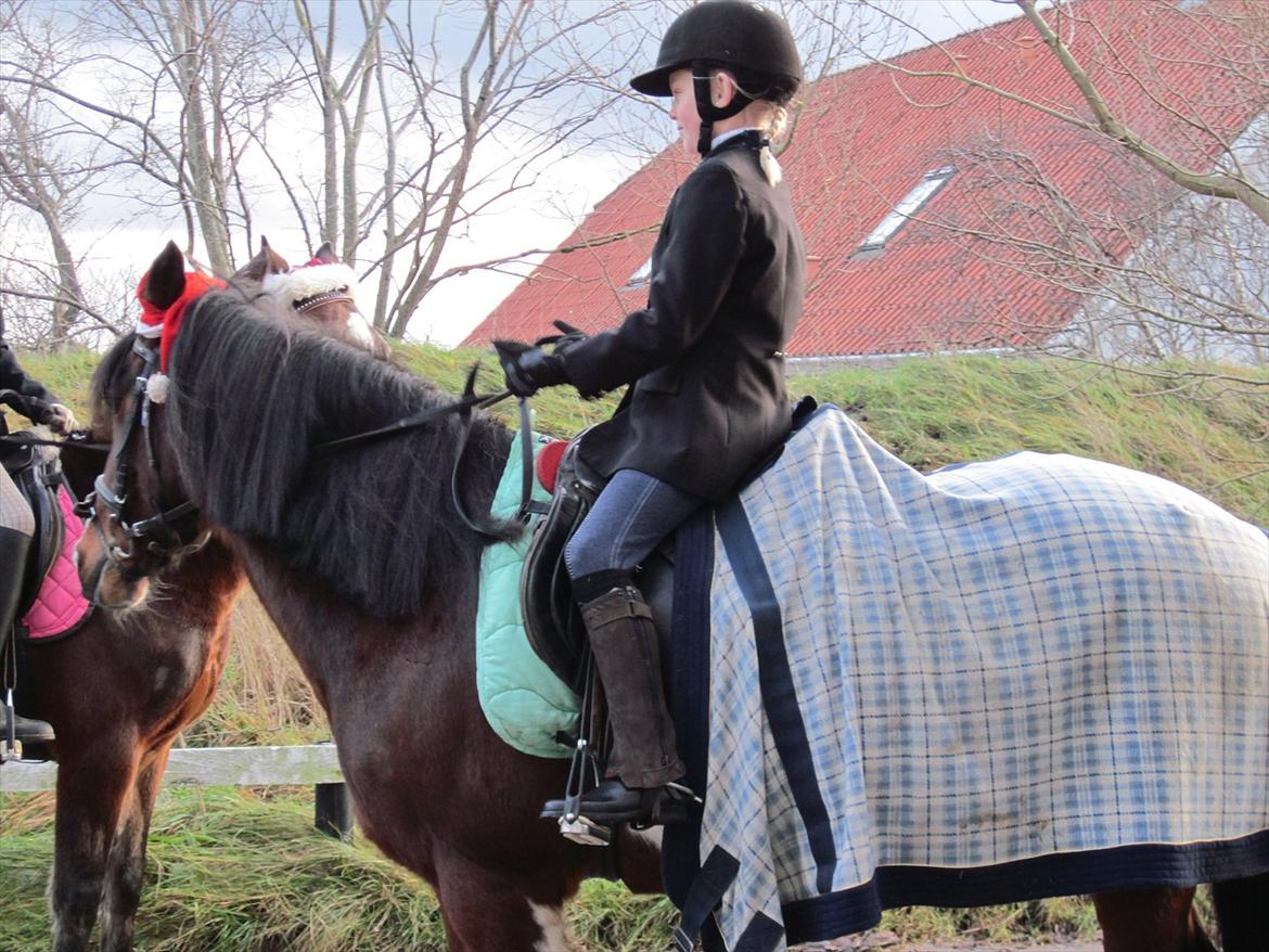 Irsk Sportspony Irish knock out - Inden stævne billede 10