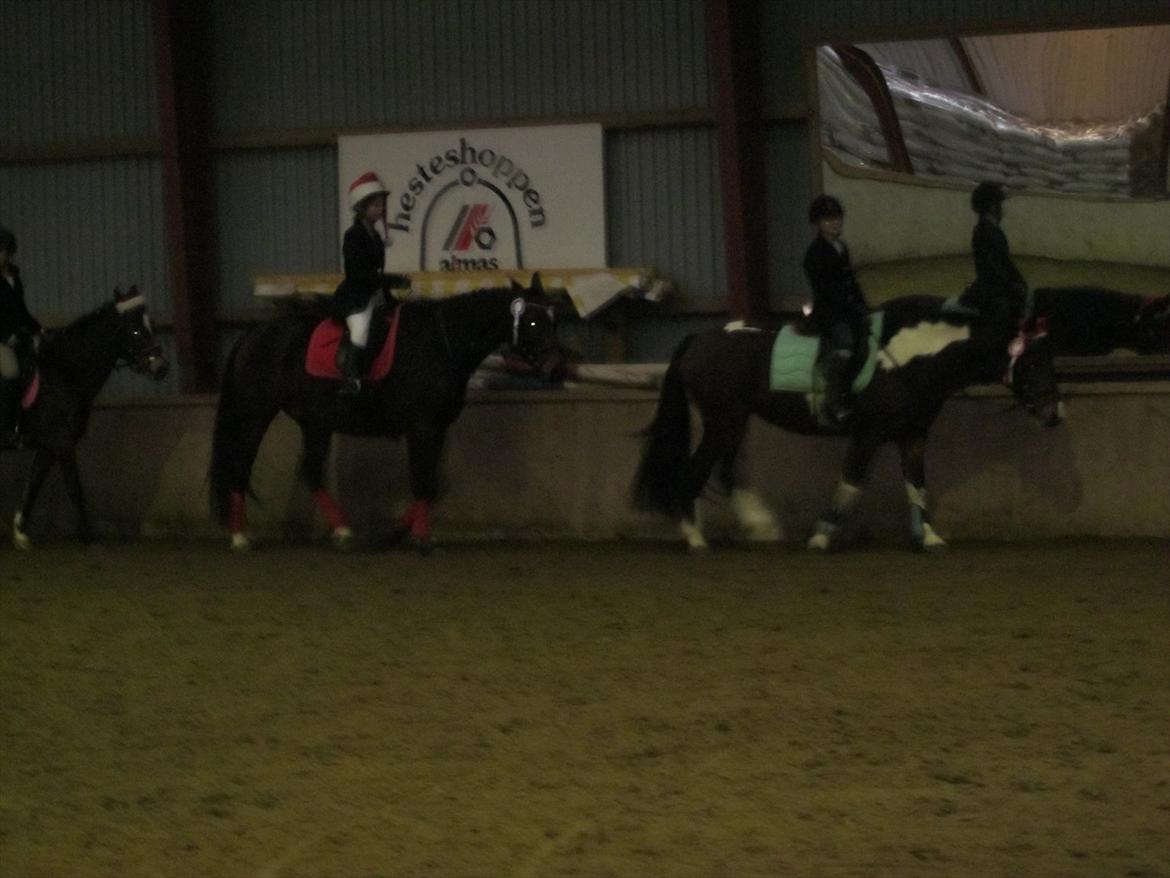 Irsk Sportspony Irish knock out - Æresrunde billede 11