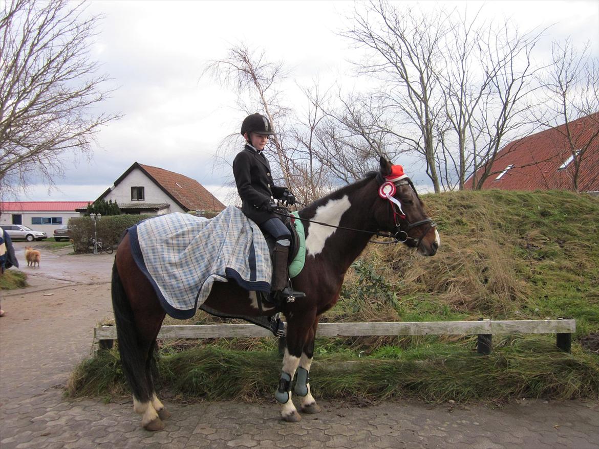 Irsk Sportspony Irish knock out - Efter stævne vandt 1.plads billede 12