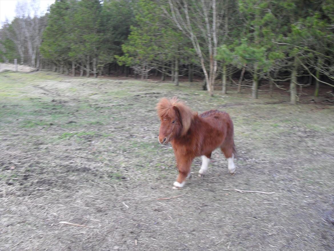 Miniature Jesper  - Velkommen til Jespers profil, 
tag godt imod ham ;-D billede 1