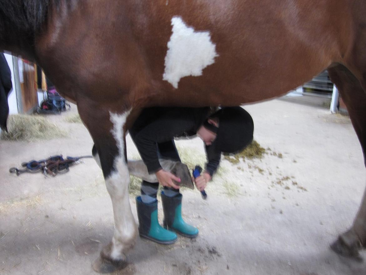 Irsk Sportspony Irish knock out - Renser hove på noki billede 13