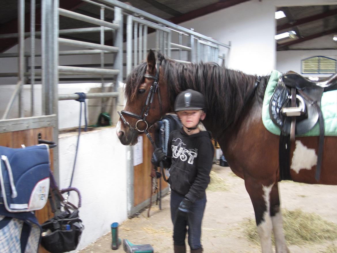 Irsk Sportspony Irish knock out - Skal til at gå op i ridehallen

 billede 14
