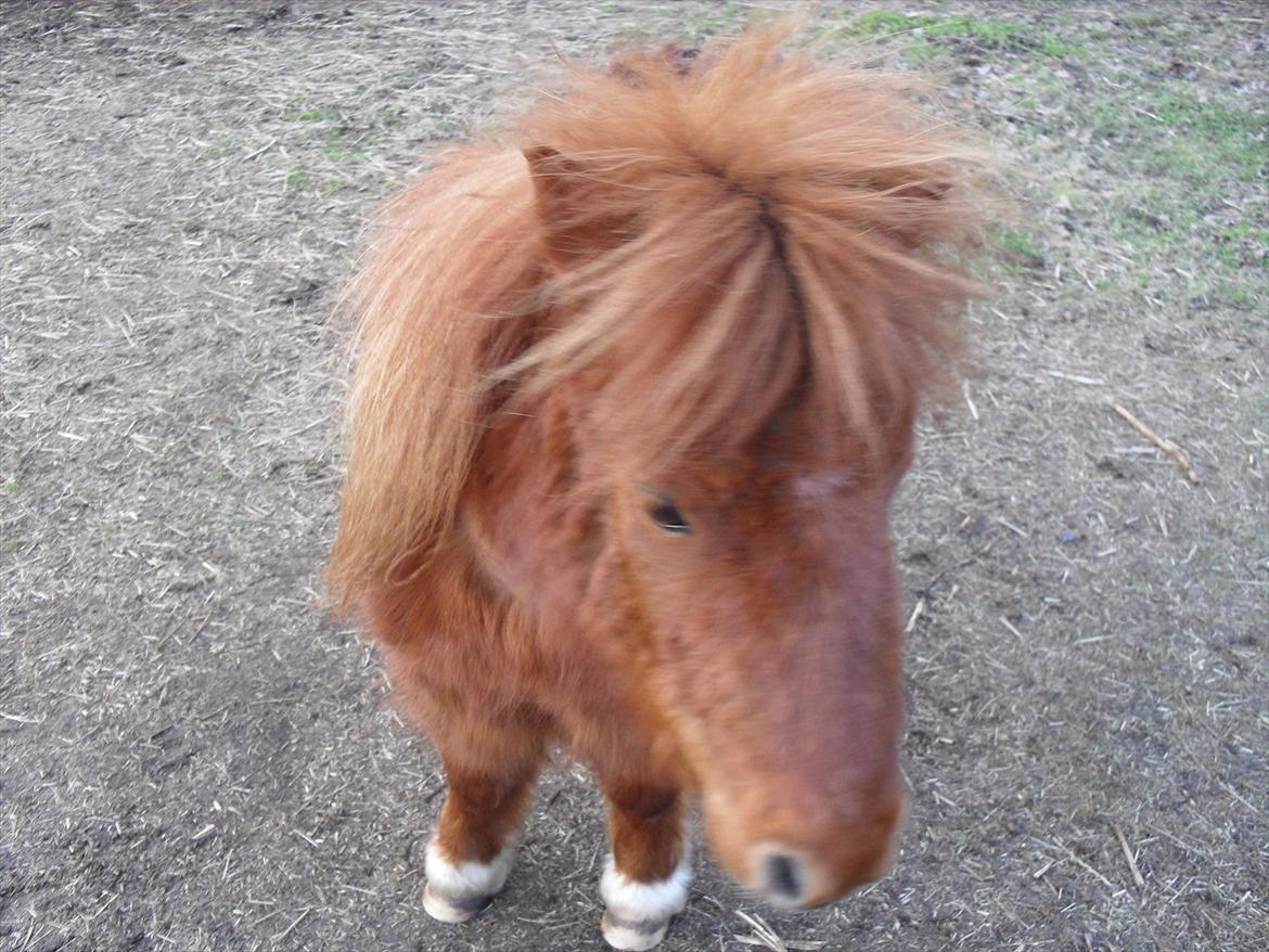 Miniature Jesper  - Lille mester pelsklump ;-D billede 2