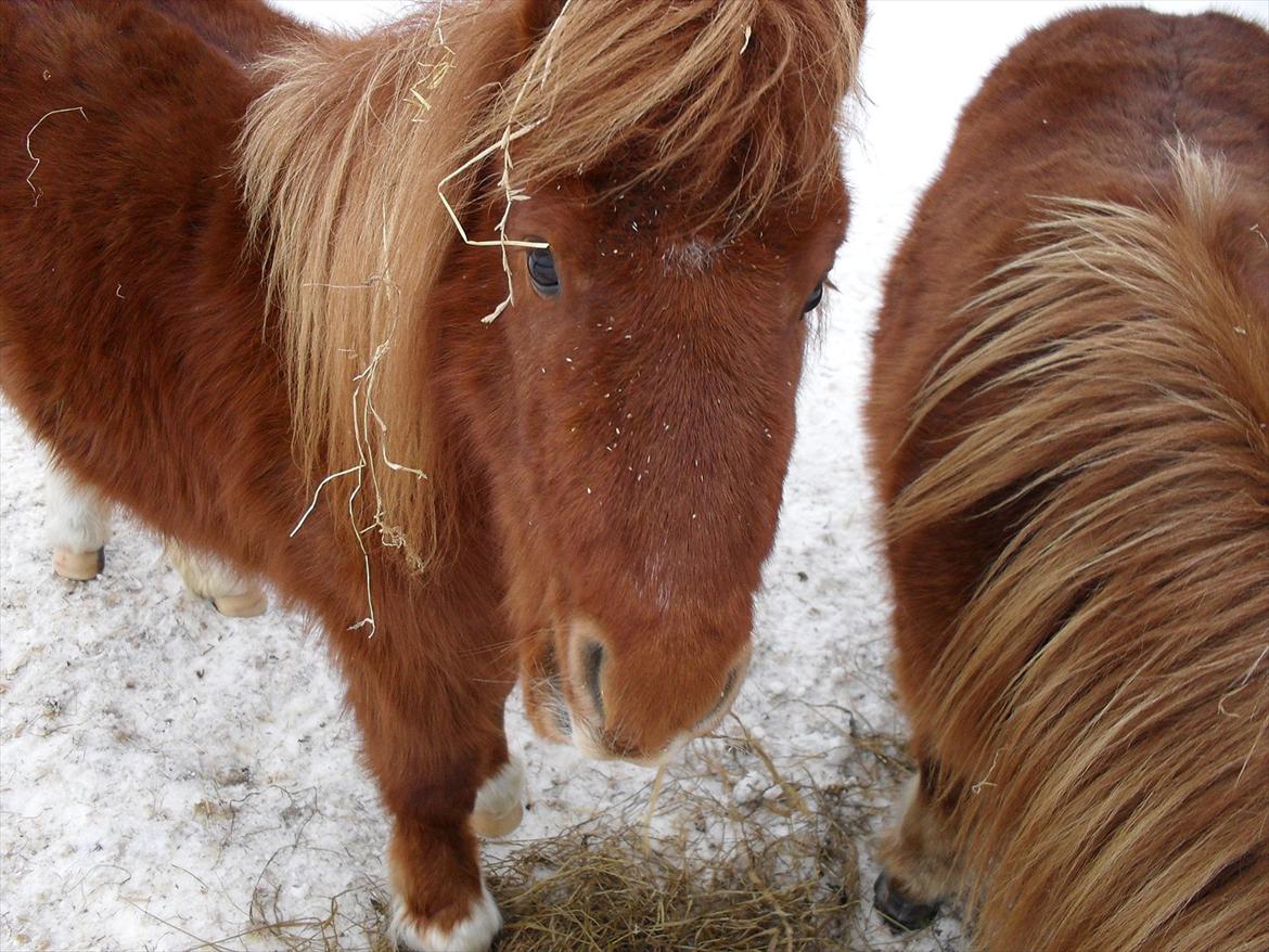 Miniature Jesper  - hans kønne øjne ;-D billede 3