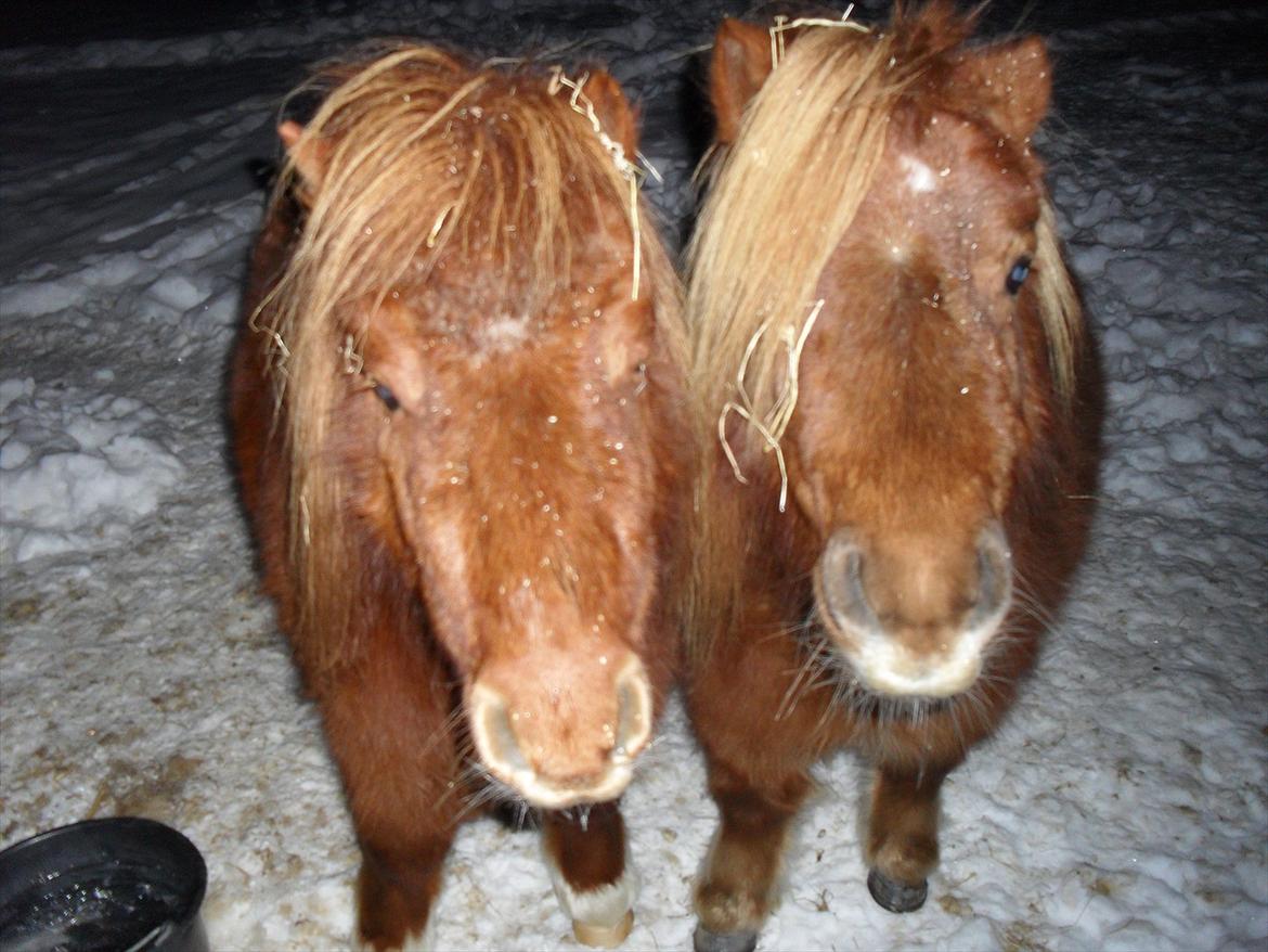 Miniature Jesper  - knold og tot sammen ;-D billede 4