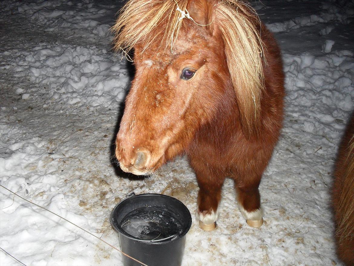 Miniature Jesper  - søde lille Jesper ;.D billede 5