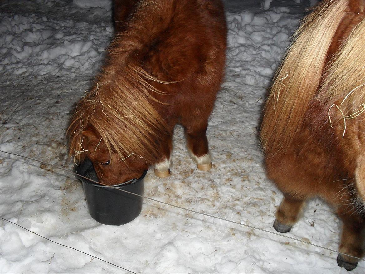Miniature Jesper  - Lidt vand skal der også til ;-D billede 6