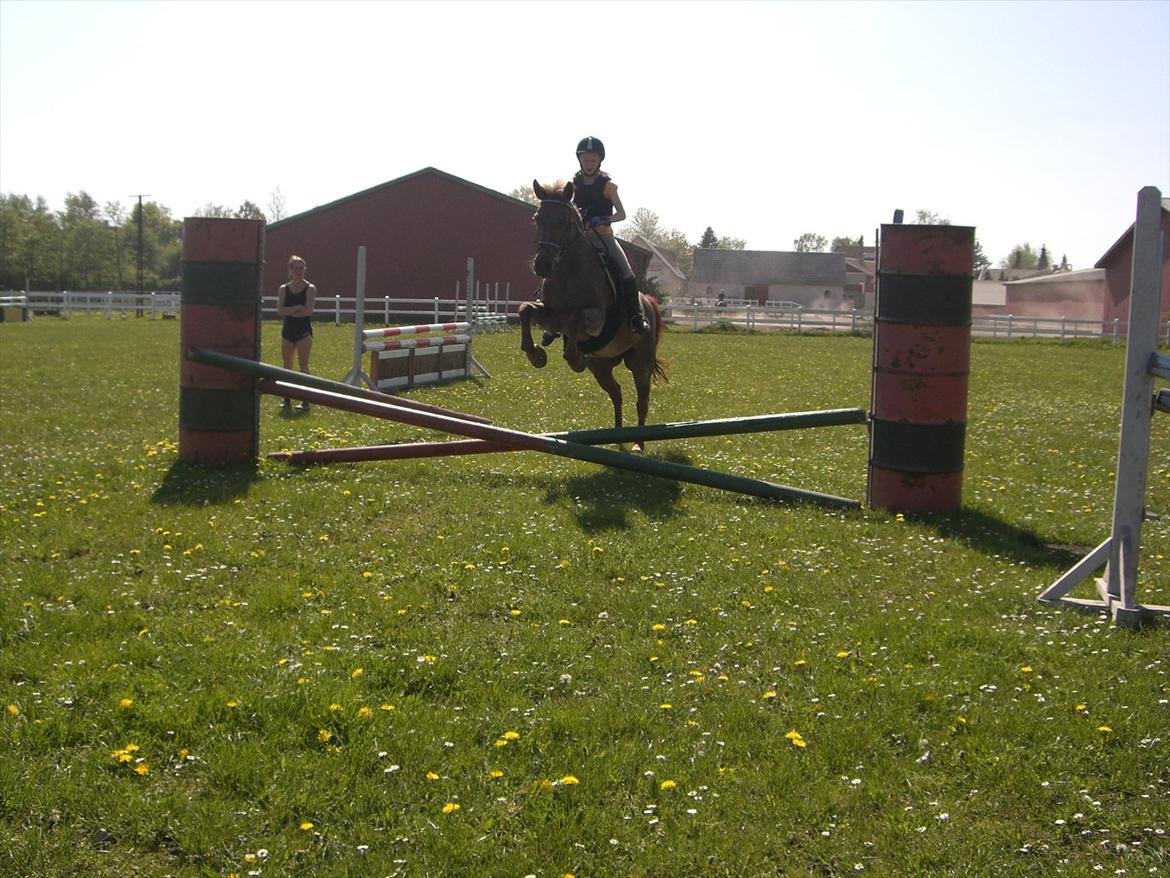 Connemara Nelly (sendt tilbage)  - et gammelt billed :) billede 20