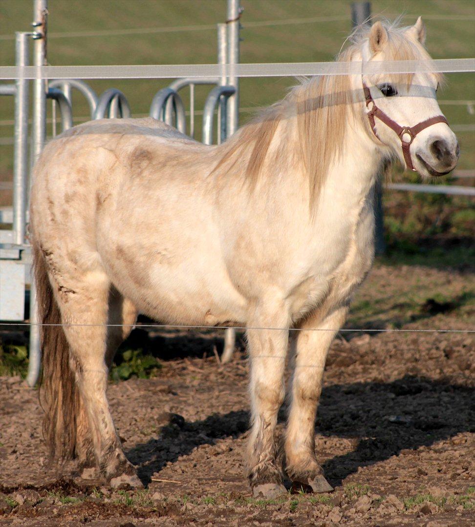 Anden særlig race Prins :* - Den dejlige beskidte Prins! ;-D<3
Taget af Minna Mønster! :-D billede 10