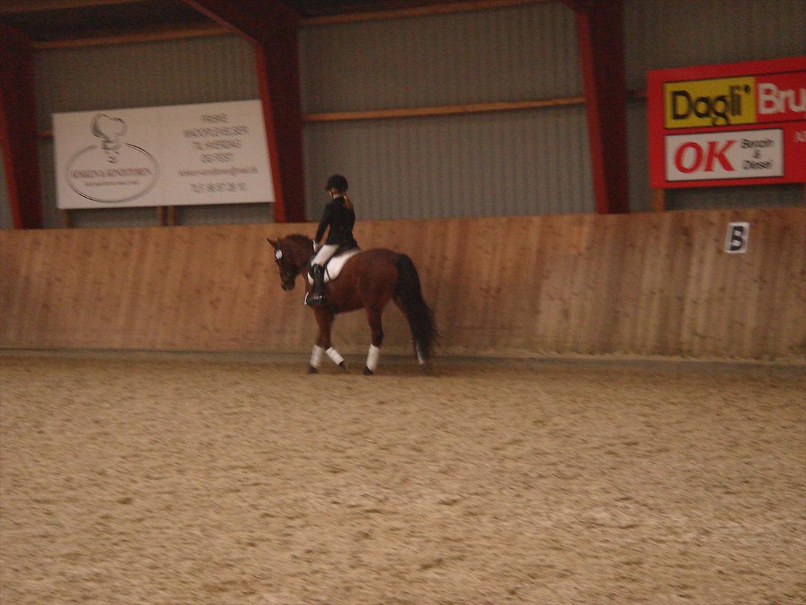 DSP Bæklunds Anizette - i gjern D.30/12-11 fik en anden plads billede 9