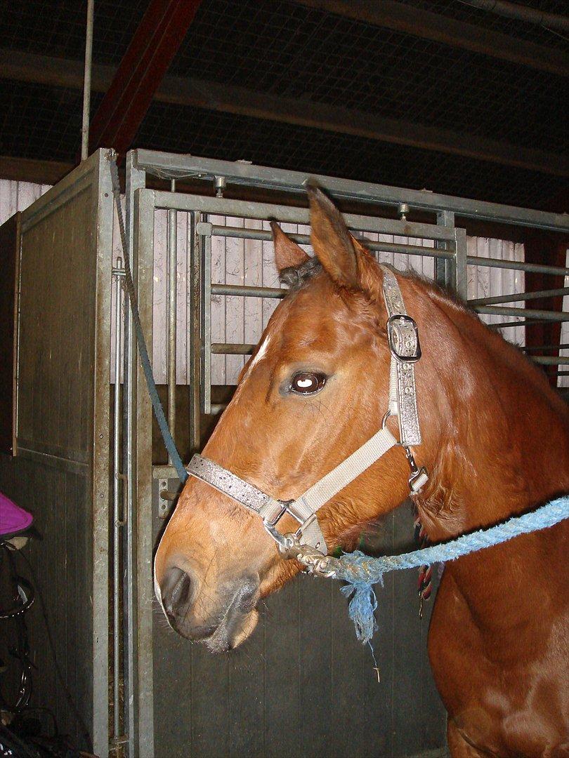 DSP Bæklunds Anizette - I Gjern D.30/12-11 billede 10