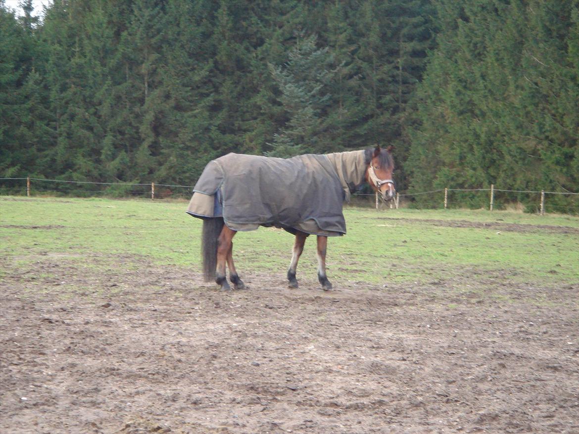 DSP Bæklunds Anizette -  på marken I Gjern D.30/12-11 efter stævnet;D billede 11