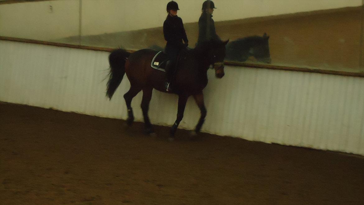 Trakehner Thjalfe - 29 december, gallop billede 8