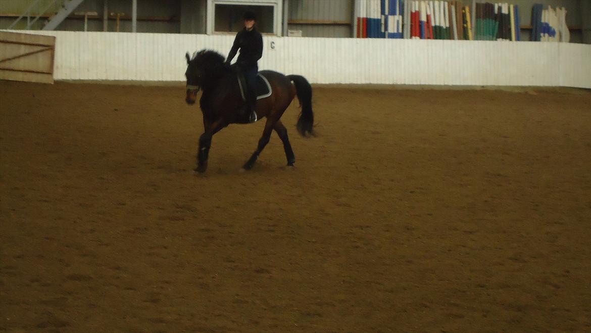 Trakehner Thjalfe - 29 december, gallop billede 9